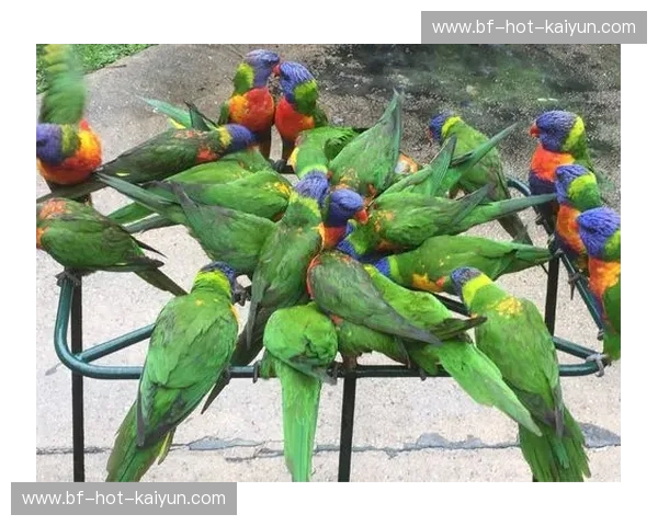 布里斯班的阳光与现代的脉搏:一场关于生活方式的诗意对话 布里斯班的阳光与现代的脉搏:一场关于生活方式的诗意对话